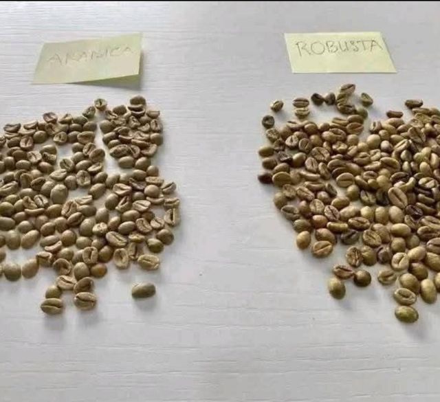 Arabica Coffee Beans