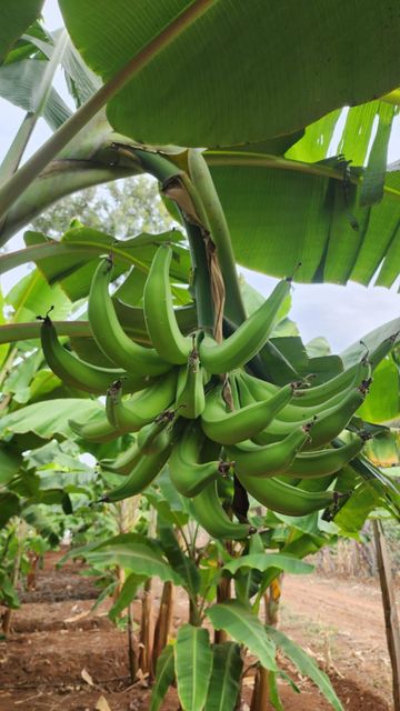 Plantain Product 1
