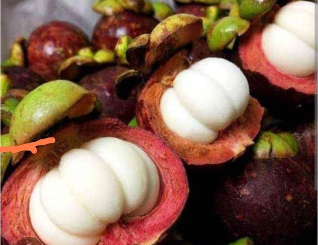 Mangosteen 1