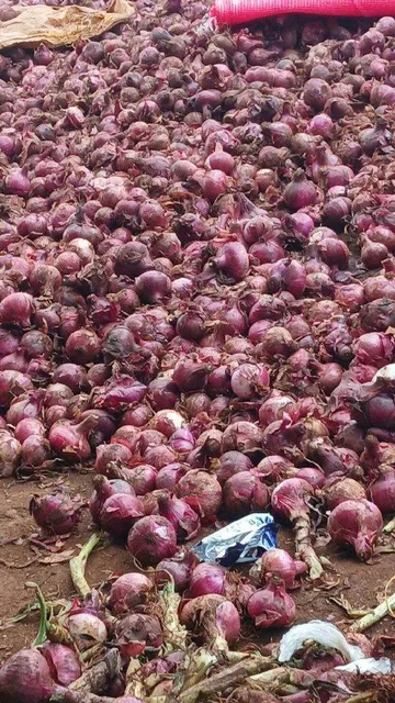 Fresh whole red onions in a basket