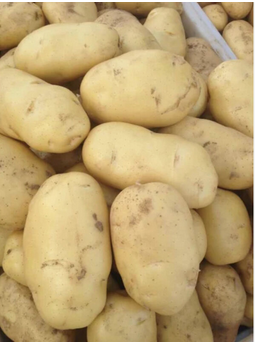Organic Harvested Potato