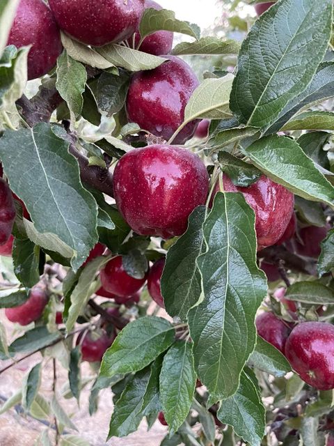 Fresh Apples