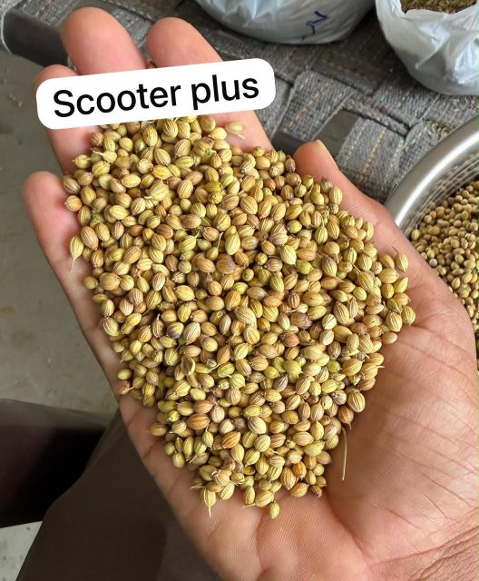Sack of Coriander Seeds