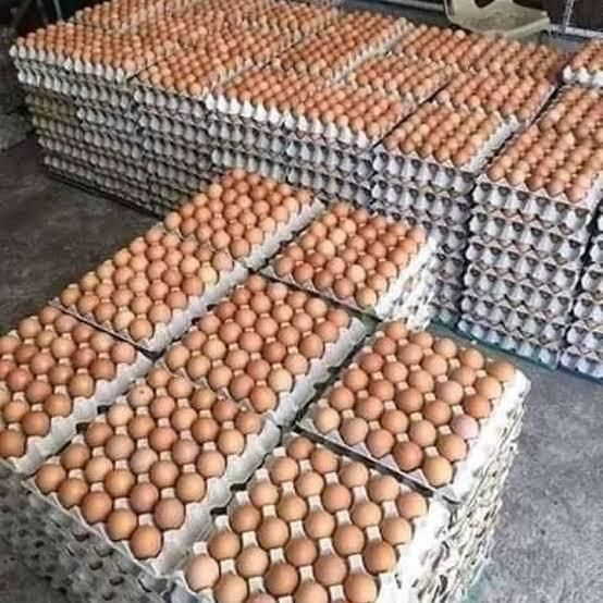 Fresh brown eggs in nest with straw