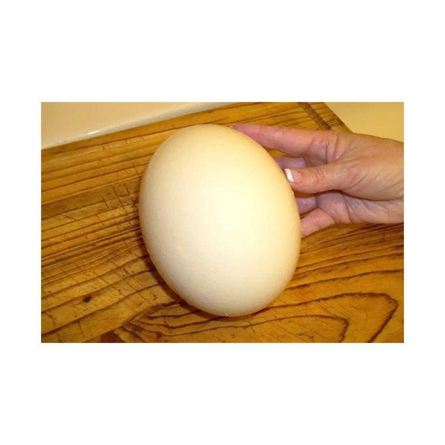 Fertile Ostrich Egg