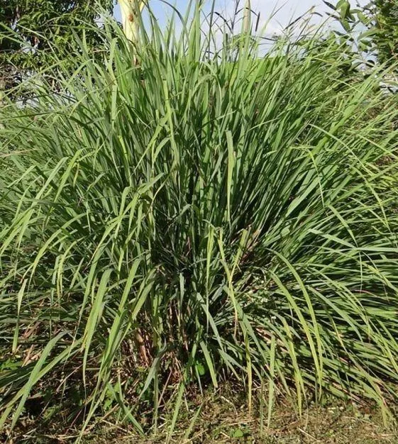 Lemon Grass Product Packaging