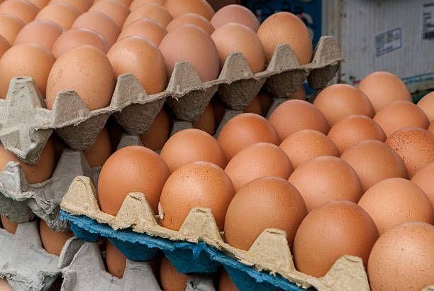 Fresh Fertile Table Eggs