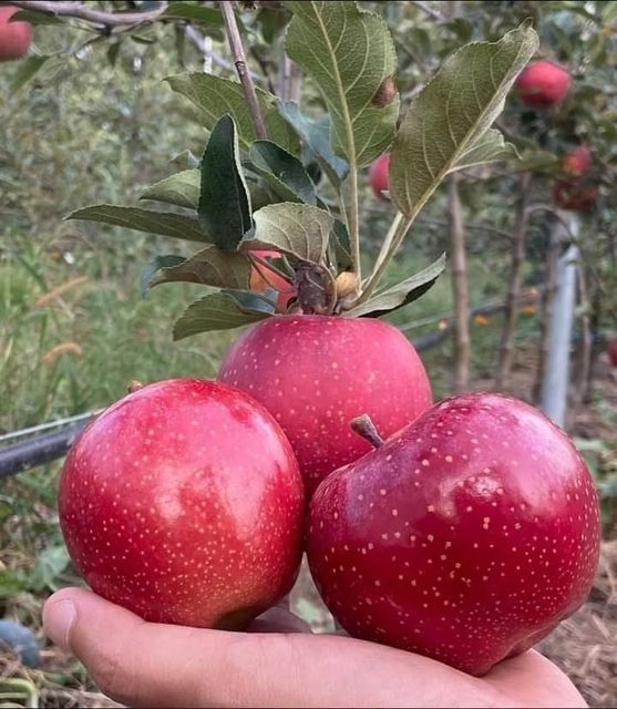 Fuji Apples