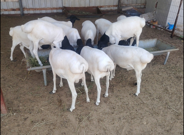 Live Sheep