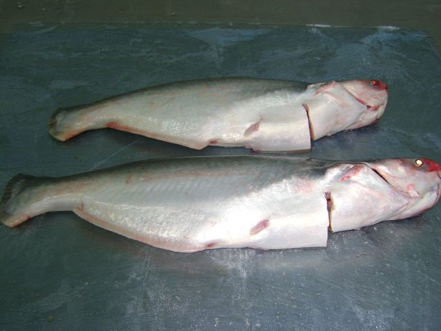 Pangasius Image 2