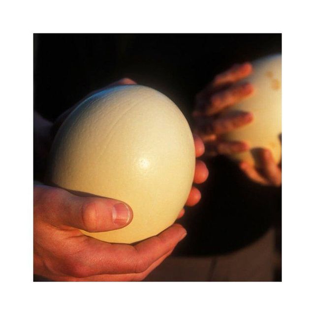 Fresh Brown Table Egg