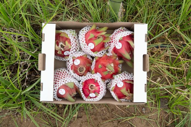 Dragonfruit Juice