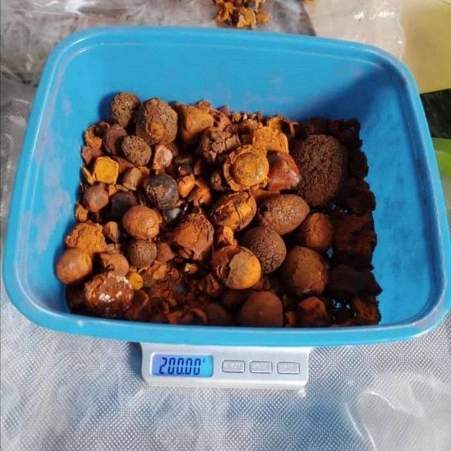 Natural Gallstone Sample
