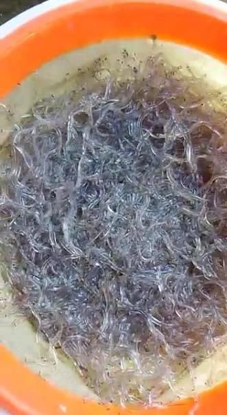 Alive Baby Glass Eel 2