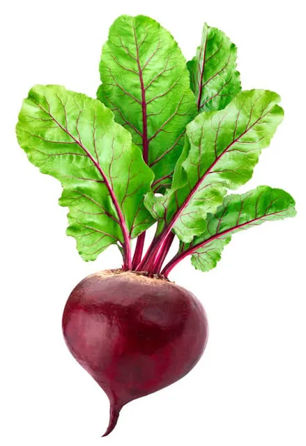 Fresh Red Beetroot Roots - Image 4