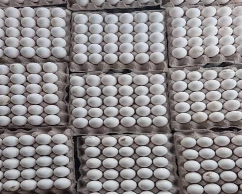 Close-up of fresh white chicken eggs in carton