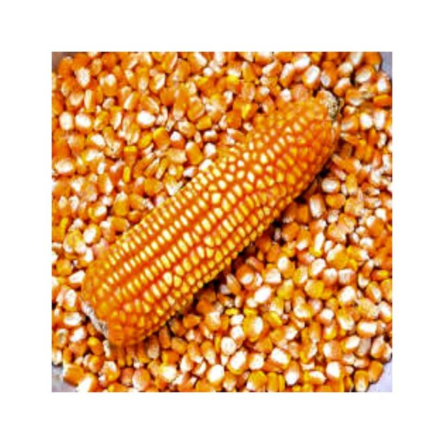 Yellow corn in storage bin
