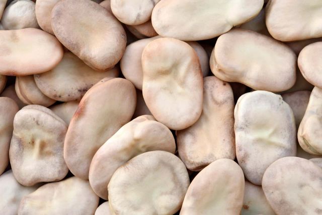 Frozen Broad Beans IQF - Crisp Texture