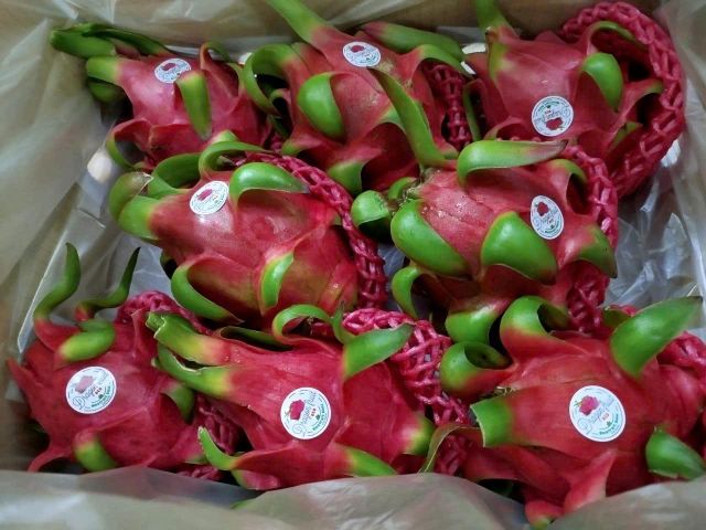 Red Dragon Fruit