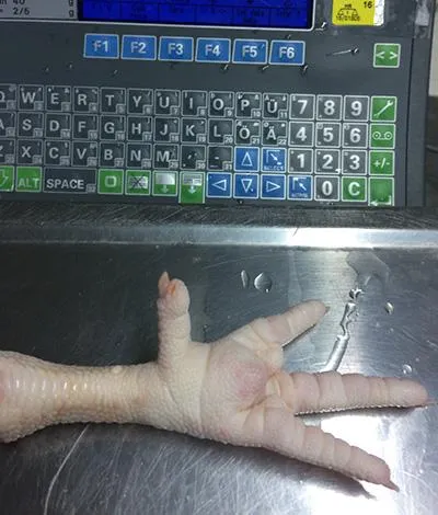 Grade A Frozen Chicken Paws