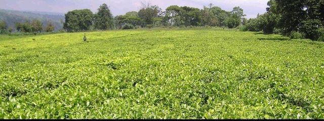 Tea Product 4