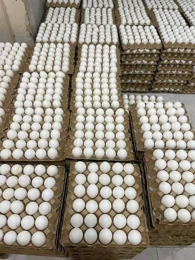 Fresh White Chicken Eggs Image 1