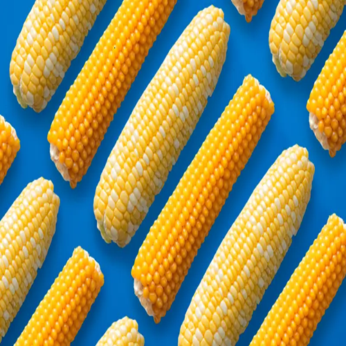 Premium Yellow Corn Image 2
