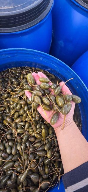 Capers in a glass jar