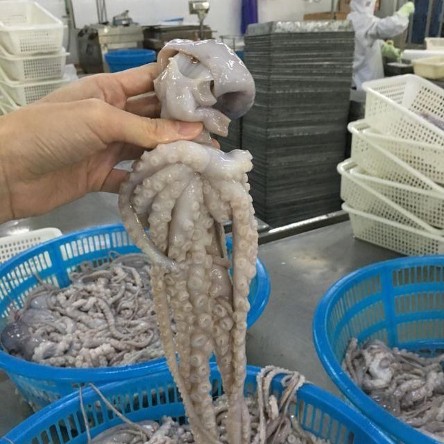 Frozen Baby Octopus - Whole Cleaned
