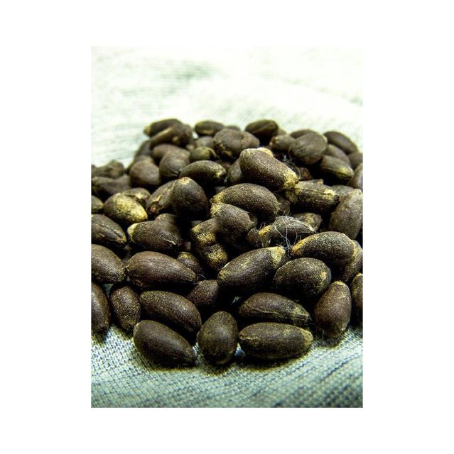 Cotton Seed