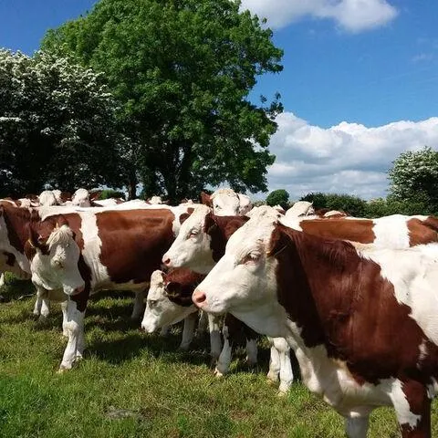 Well-maintained Holstein cow suitable for export