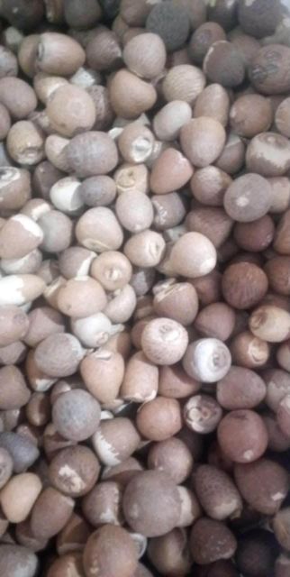 Areca Nut Product Image 2