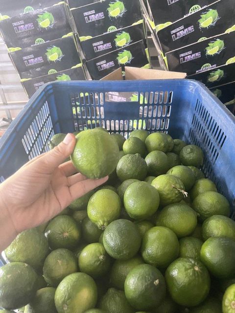 Vietnam Seedless Lemon