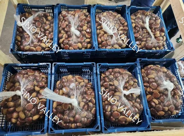 China Taishan Chestnut