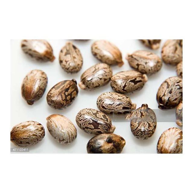 Castor Seeds 2
