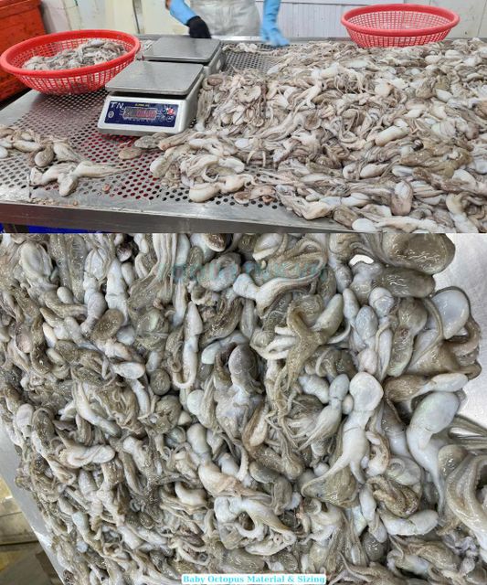 Frozen Baby Octopus - Whole Cleaned