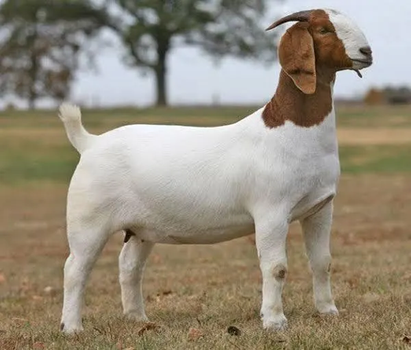 Group of Boer goats