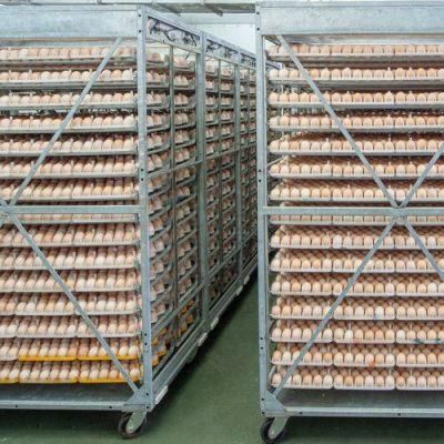 Close-up of fresh brown chicken eggs