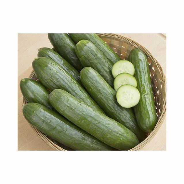 Fresh green cucumber