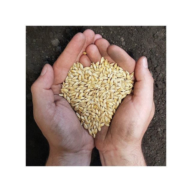Barley seeds in bulk packaging
