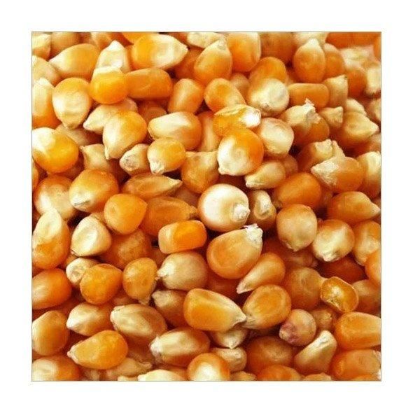 Premium Yellow Maize Image 1