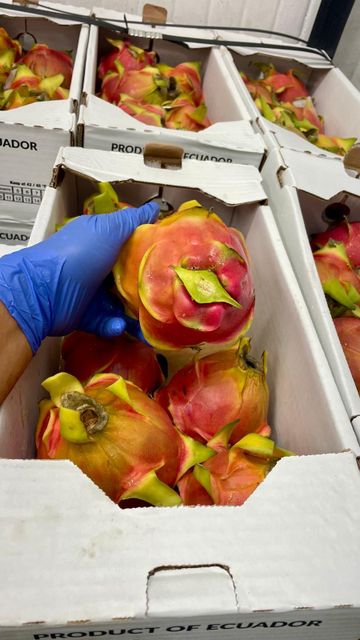 Dragon Fruit 2
