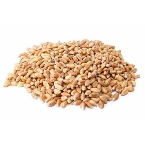 Hard Wheat Grains Image 3