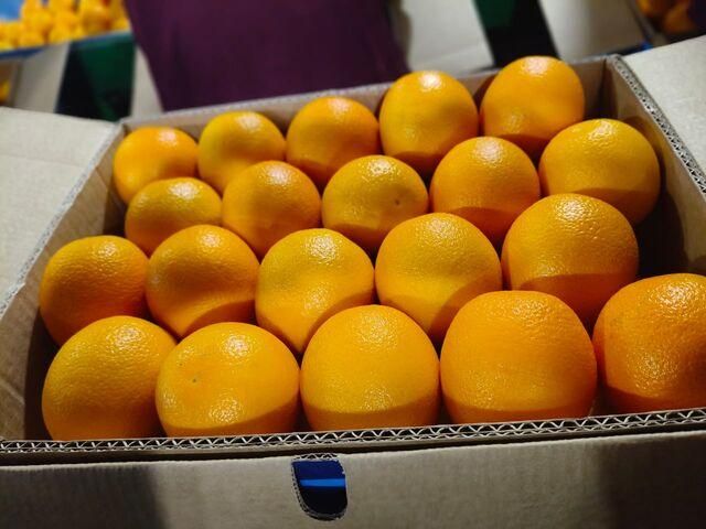Fresh Valencia Oranges Image 1