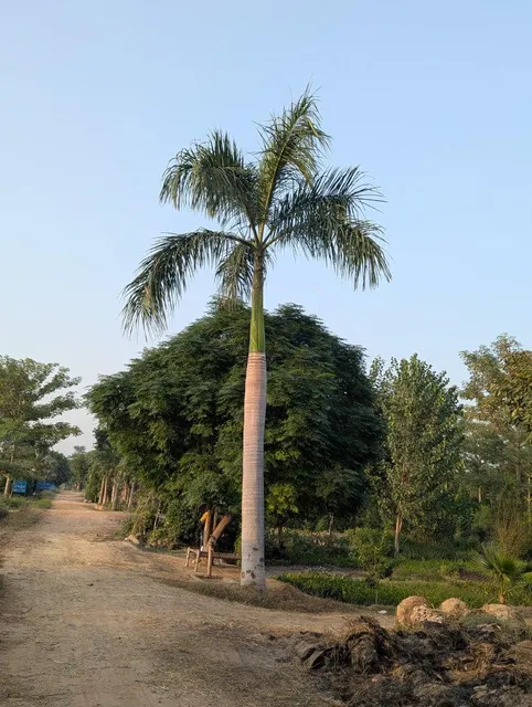 Royal Palm plantation view with tall clear trunks