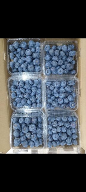 Fresh Blueberries
