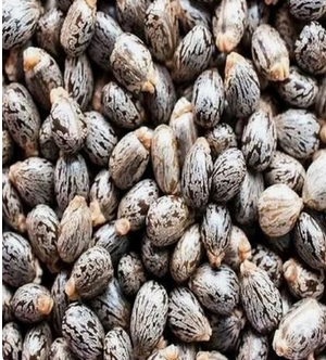 Brown Dried Castor Seed