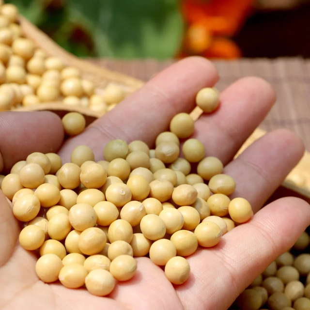 High Protein Soybeans