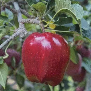 Red Delicious Apple 4