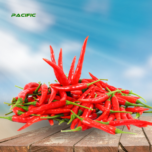Red Chilli 1